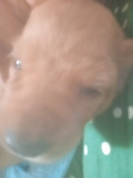 Štěňata irského setra z neplánovaného spojení