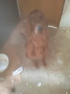 Štěňata irského setra z neplánovaného spojení