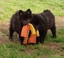 Velký černý špic kvalitní pejsek s PP - rarita