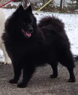 Velký černý špic kvalitní pejsek s PP - rarita