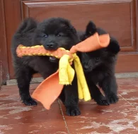 Velký černý špic kvalitní pejsek s PP - rarita