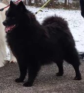 Velký černý špic kvalitní pejsek s PP - rarita