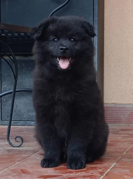 Velký černý špic kvalitní pejsek s PP - rarita