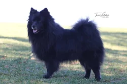 Velký černý špic kvalitní pejsek s PP - rarita