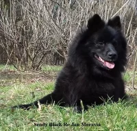 Velký černý špic kvalitní pejsek s PP - rarita