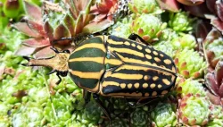 Aktuální nabídka larev nosorožíků a zlatohlávků