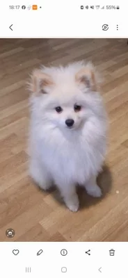 Pomerian