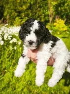 Šteňata Pudl trpasličí - vícebarevný