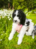 Šteňata Pudl trpasličí - vícebarevný