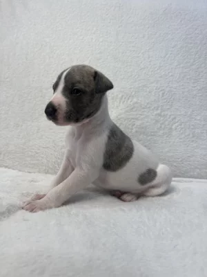 Whippet s PP