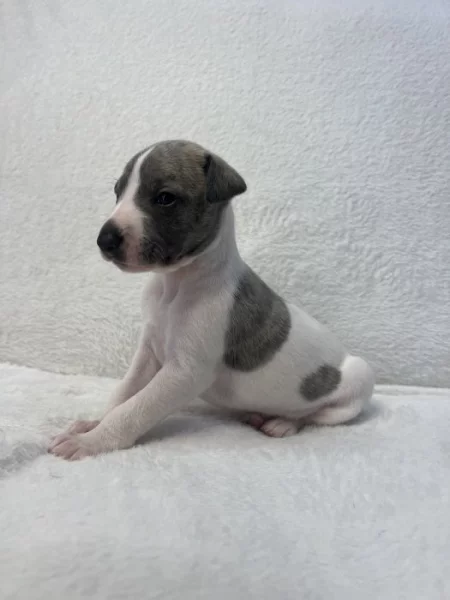 Whippet s PP