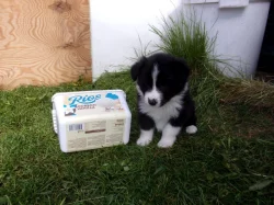 Border kolie /  collie štěňata s PP (FCI)
