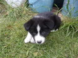 Border kolie /  collie štěňata s PP (FCI)