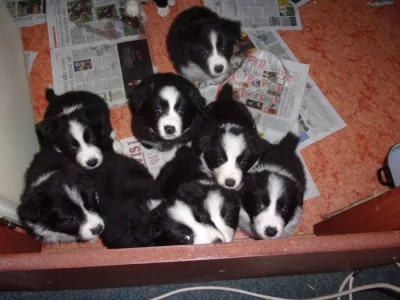 Border kolie / collie štěňata s PP (FCI)