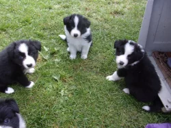 Border kolie /  collie štěňata s PP (FCI)