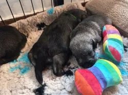 Knírač střední pepř a sůl