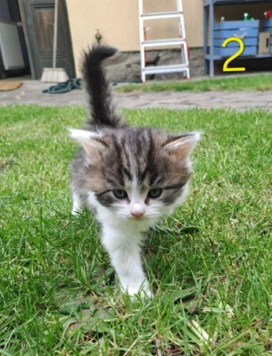 Kočička k adopci