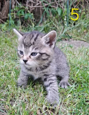 Kočička k adopci