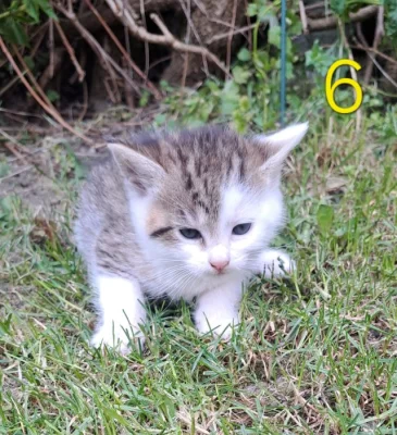 Kočička k adopci