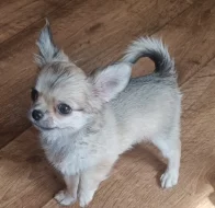 Čivava dlouhosrstá s PP