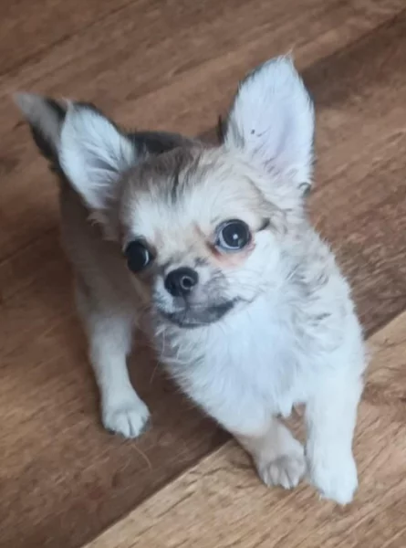 Čivava dlouhosrstá s PP