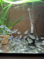 Geophagus Tapajós red head