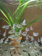 Geophagus Tapajós red head