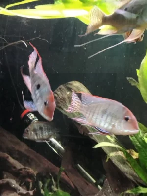 Geophagus Tapajós red head