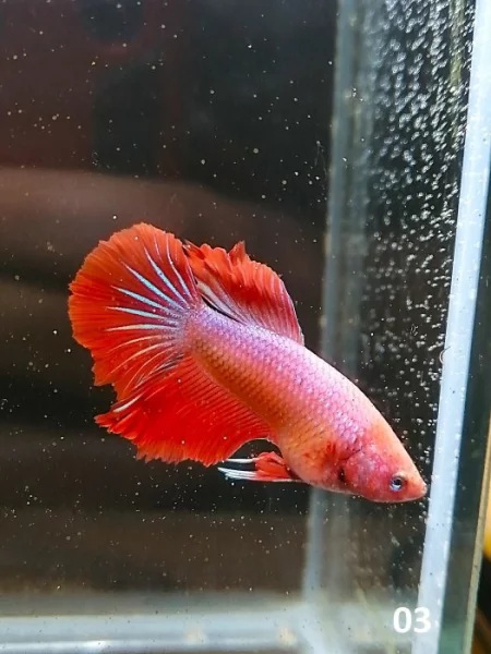Betta Splendens - samec 03