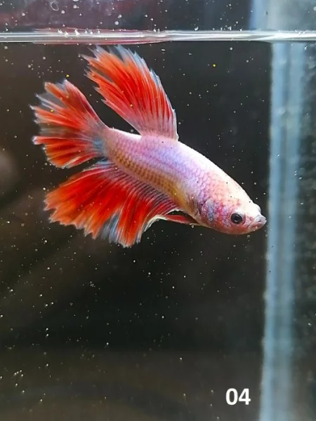 Betta Splendens - Samec 04