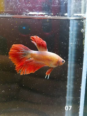 Betta Splendens - Samec 07