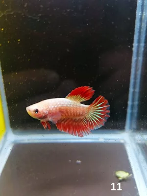 Betta Splendens - samec 11