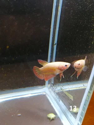Betta Splendens - samec 13