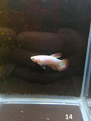 Betta Splendens - samec 14