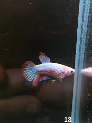 Betta Splendens - samec 18