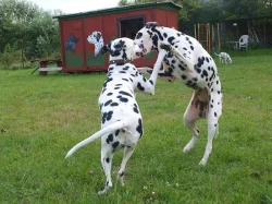 POHODA V HOTELU AX NA TO VÁM MŮŽU DÁT PAC