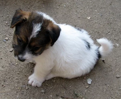 Jack Russell teriér – poslední fenka a 2 pejsci s PP k rezervaci