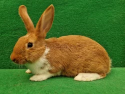 Meklenbursky strakac supina do chovu