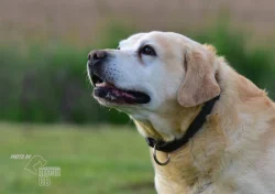 Darujeme opuštěného labradora