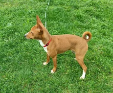 Basenji - prodám fenku bez pp