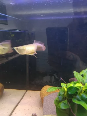 Arowana dvoufousá stříbrná