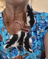 Potkanci dumbo kluci