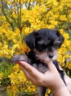 Štěňátka jorkšíra pejsci