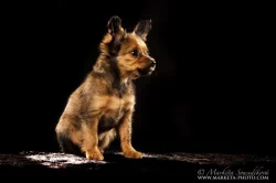 CASSANDRA MIA - fenečka ruského toye – dlouhosrstá princezny v barvě červené s černou