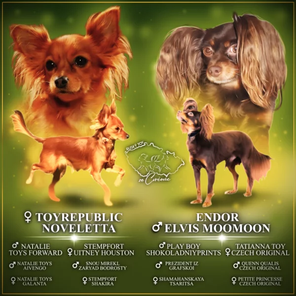 CASSANDRA MIA - fenečka ruského toye – dlouhosrstá princezny v barvě červené s černou