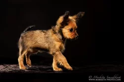 CASSANDRA MIA - fenečka ruského toye – dlouhosrstá princezny v barvě červené s černou