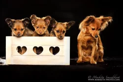 CASSANDRA MIA - fenečka ruského toye – dlouhosrstá princezny v barvě červené s černou