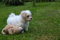 Havanský psík s PP