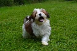 Havanský psík s PP