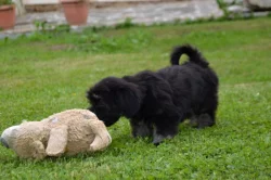 Havanský psík s PP